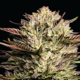 California Octane > Humboldt Seed Company